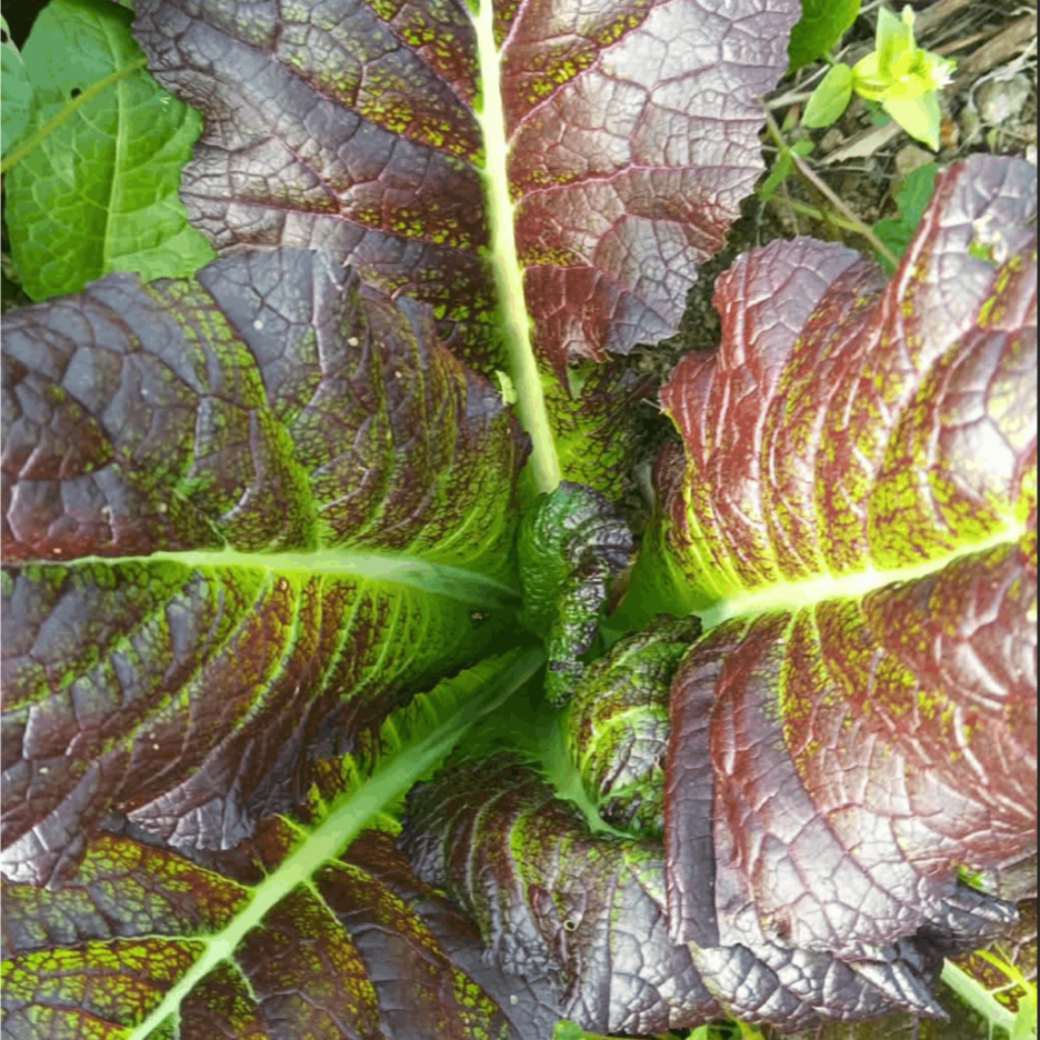 od čvaraka dobrih thumbnail 3